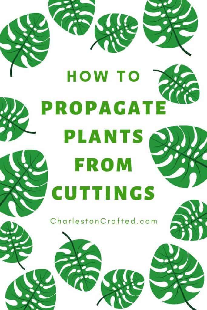 how to propagate plants from cuttings