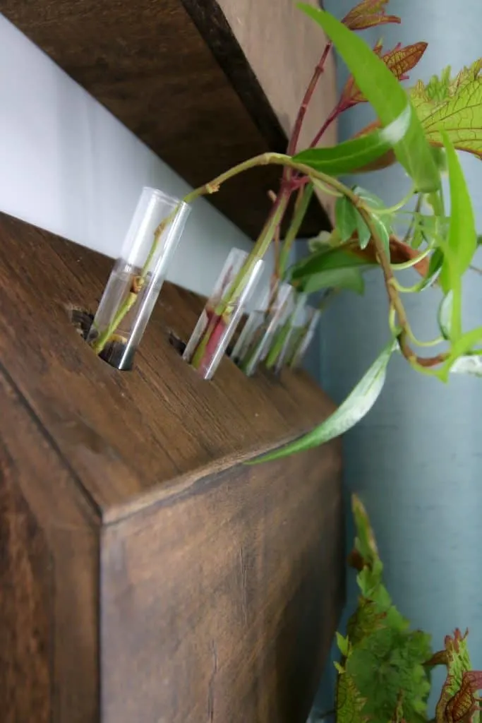 DIY wall mounted test tube planter propagation station