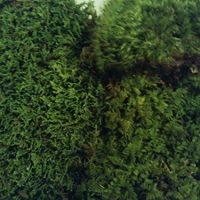 Live Moss Variety Sampler - Fern Moss, Sheet Moss, Frog Moss