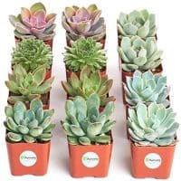 Radiant Rosette Collection of Live Succulent Plants