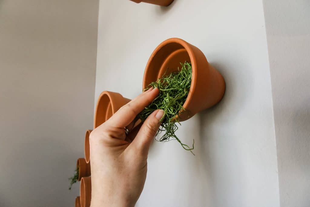 DIY Indoor Plant Wall