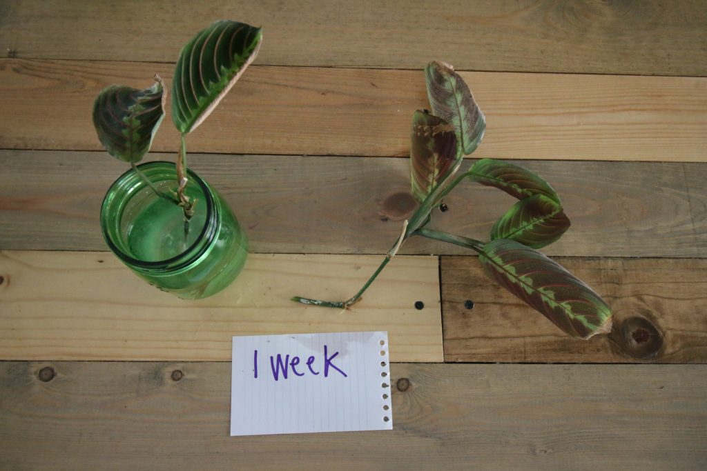 propagating prayer plants from cuttings