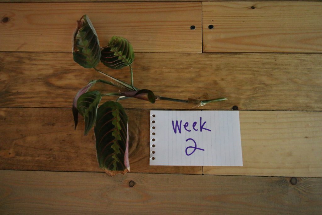 propagating prayer plants from cuttings