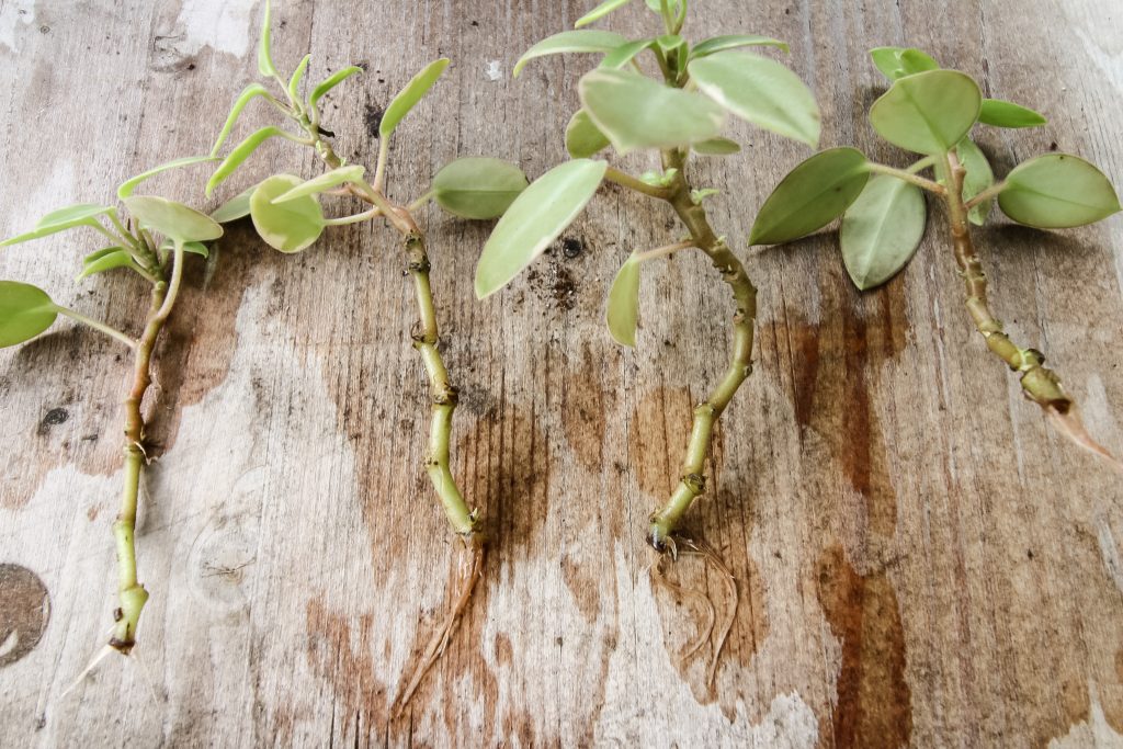 How to propagate peperomia in water