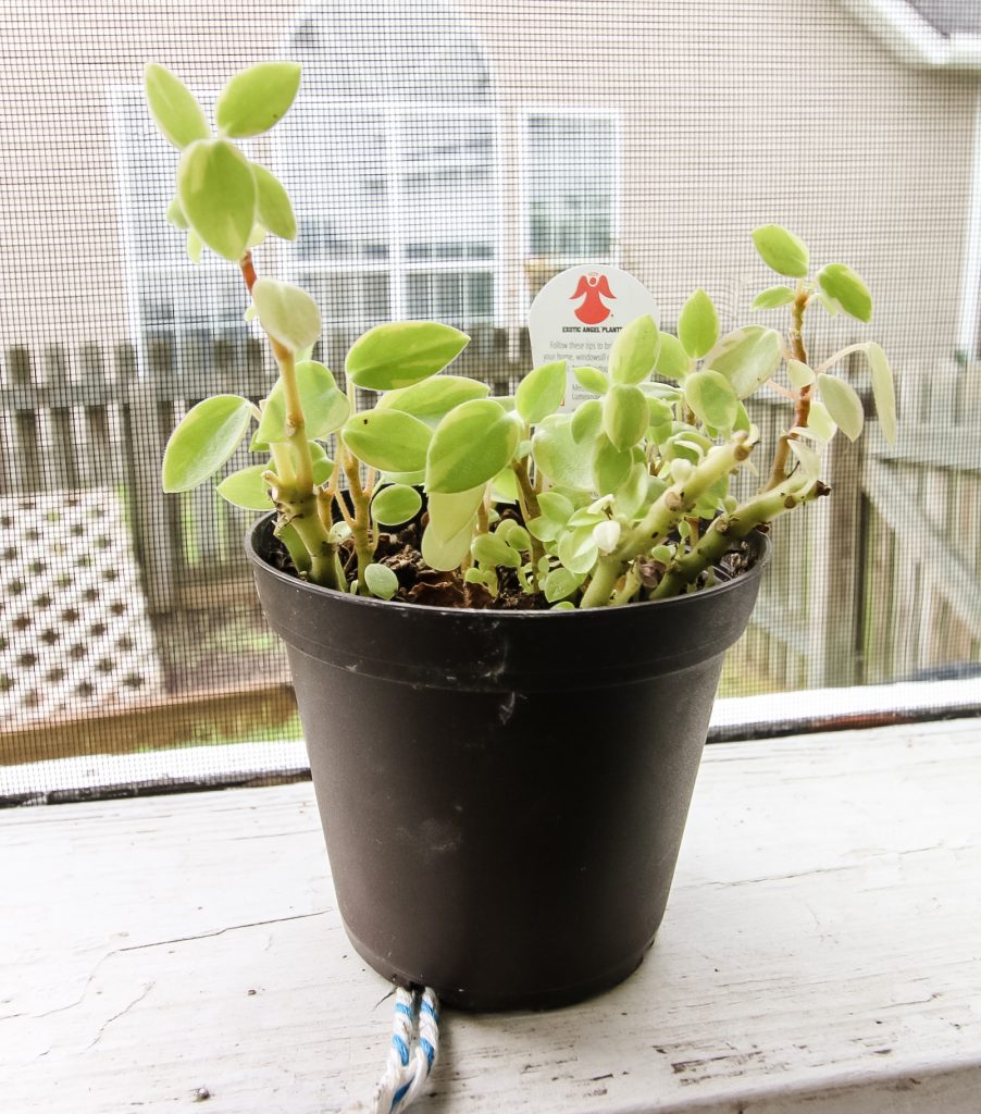 How to propagate peperomia in water