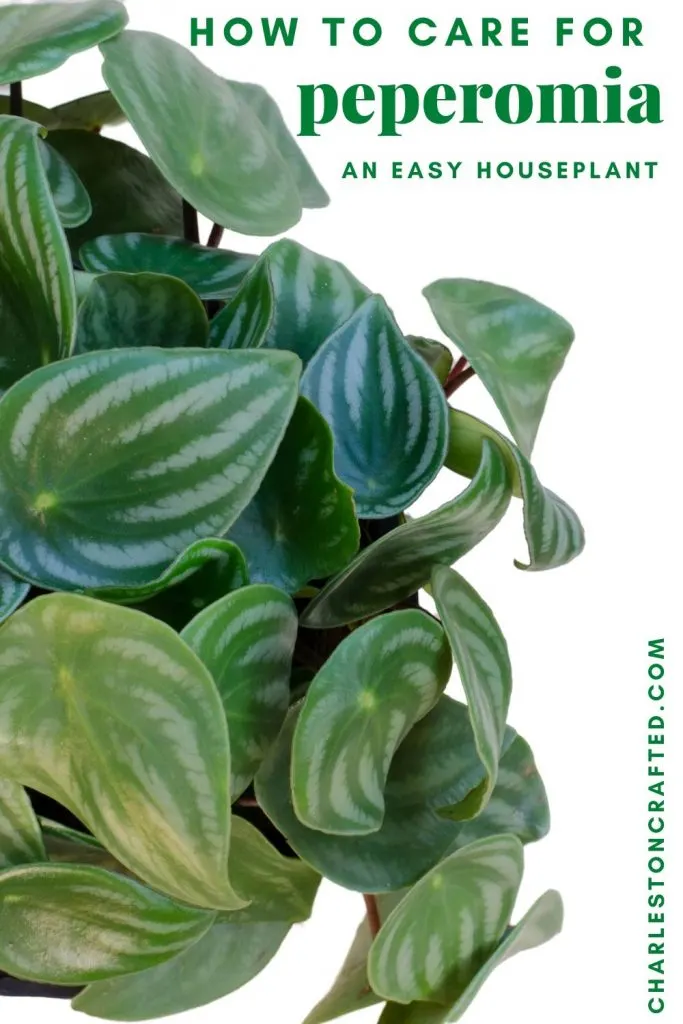 how to care for peperomia