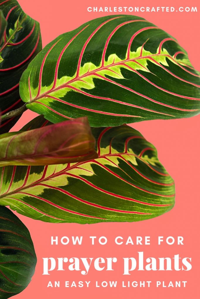 how to care for prayer plants