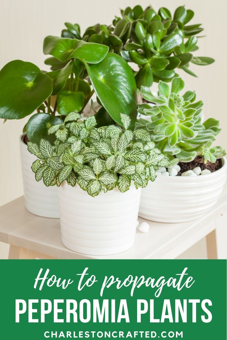 how to propagate peperomia plants