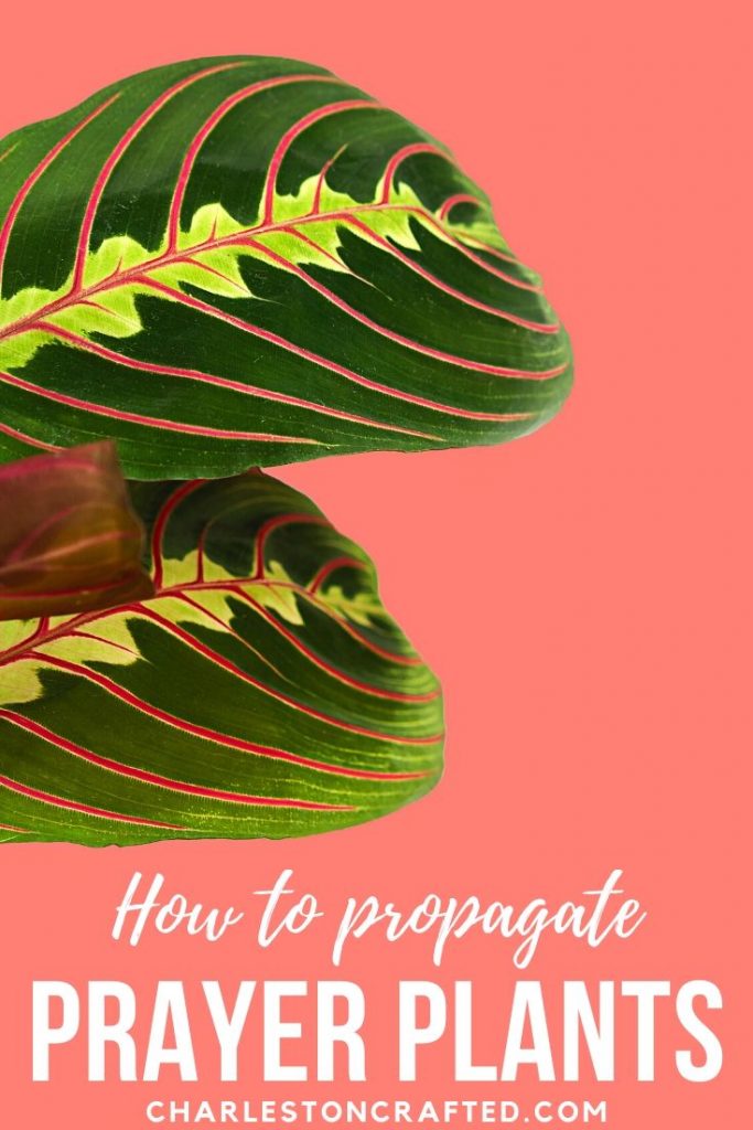 how to propagate prayer plants