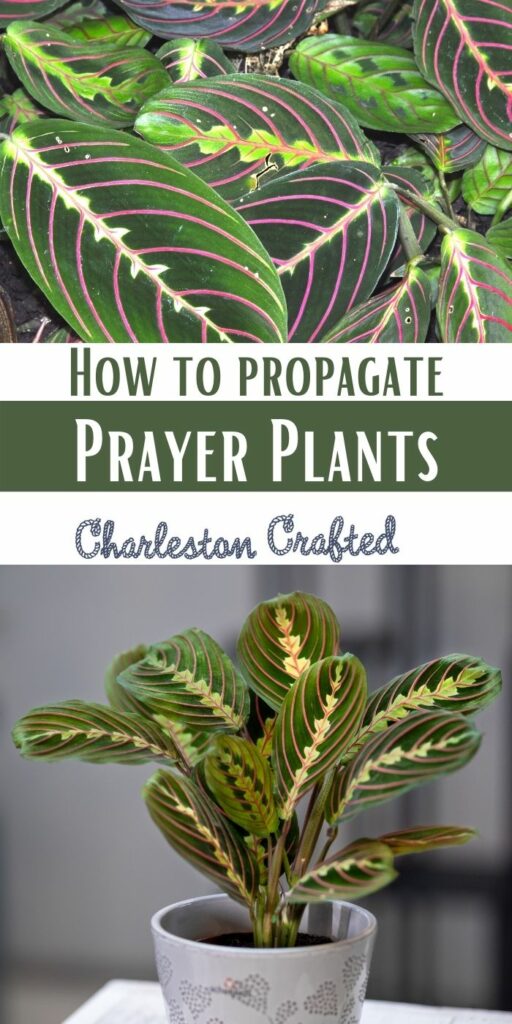 how to propagate prayer plants in water