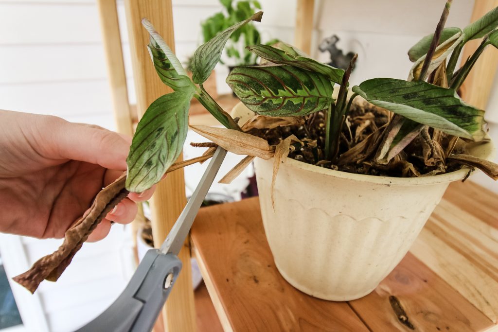 when and how to trim dead plant leaves
