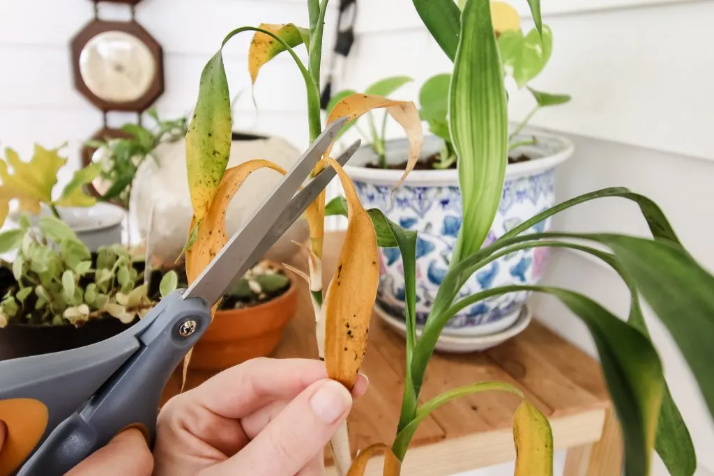 when and how to trim dead plant leaves