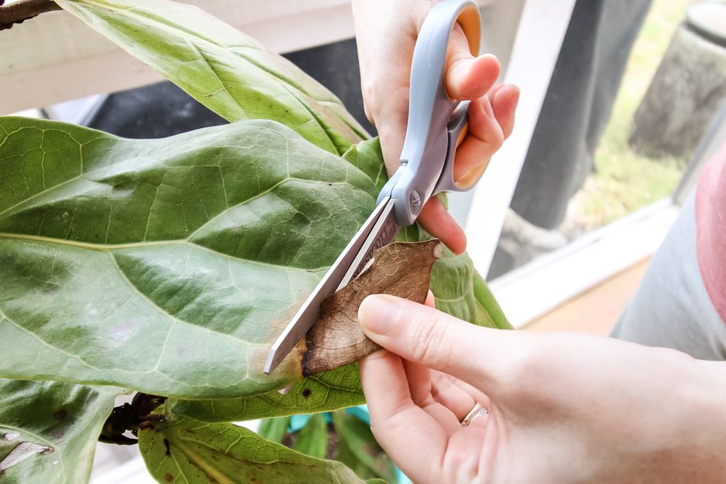 Trimming brown spots off a fiddle leaf fig house plant