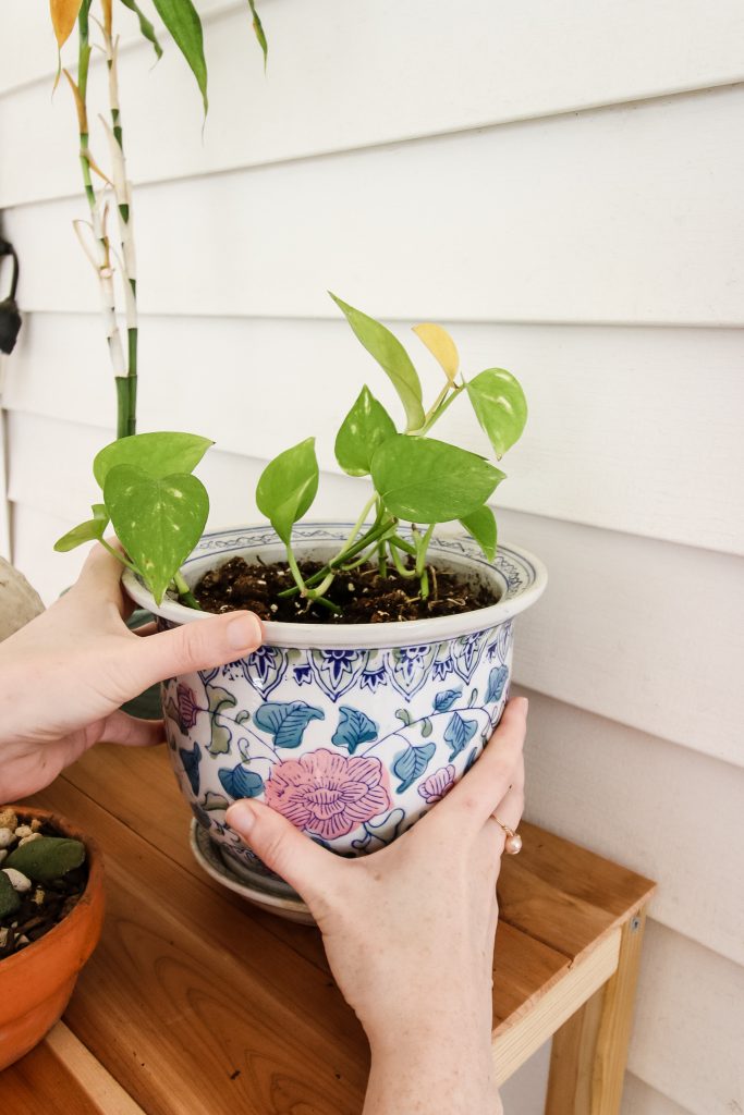 Rotating Houseplants