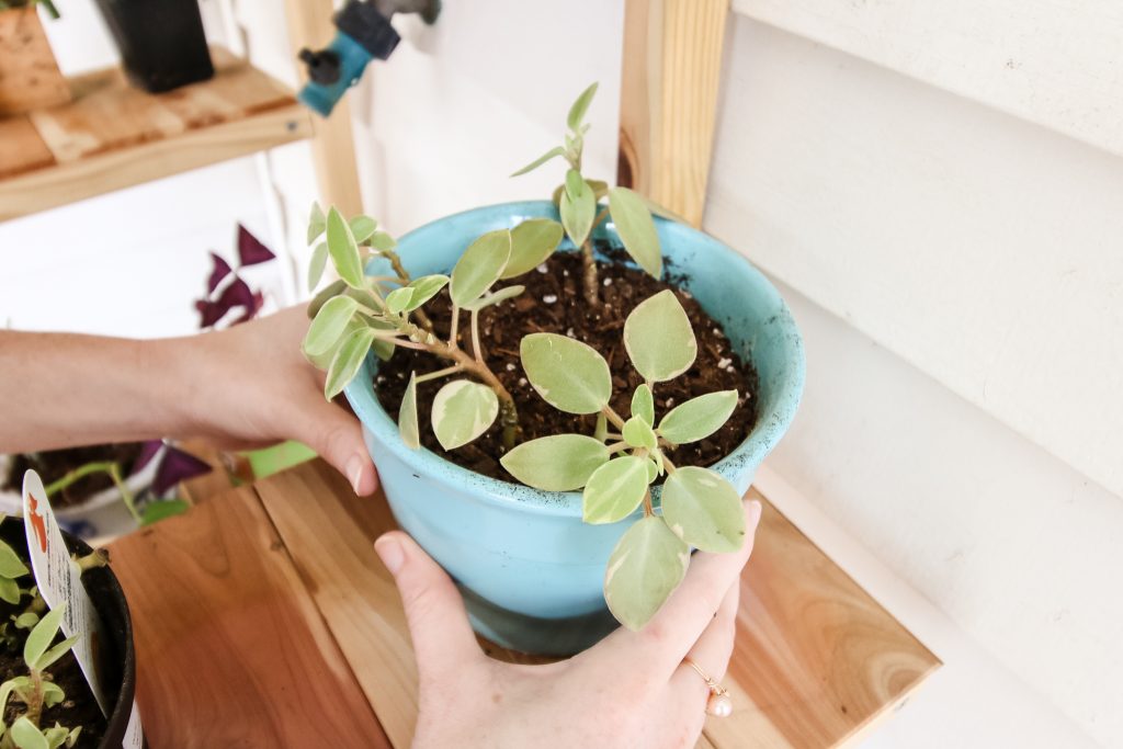 Rotating Houseplants