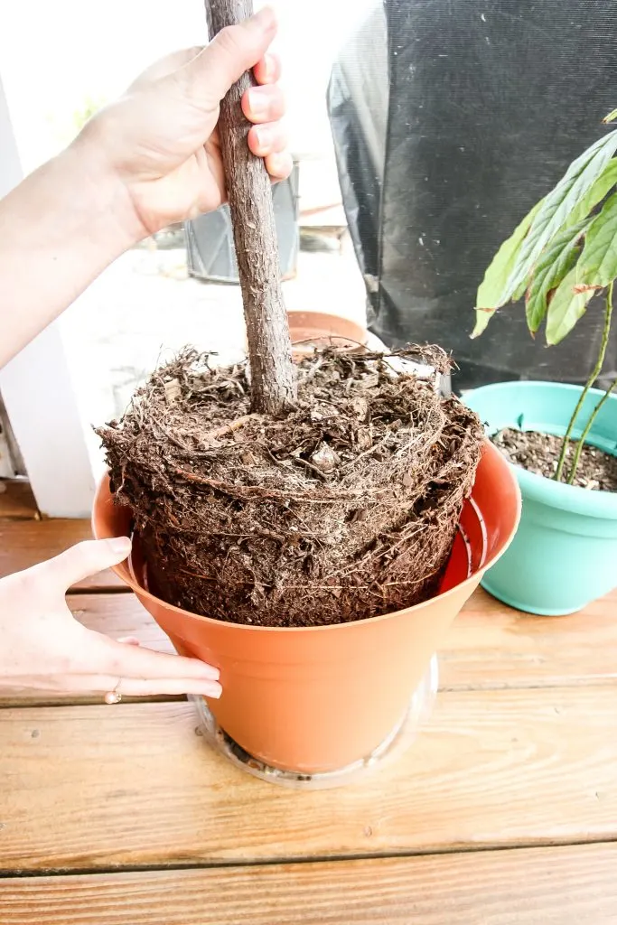 how to know when to repot a plant