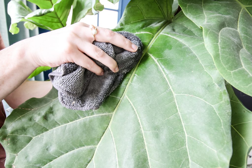 How to clean houseplant leaves
