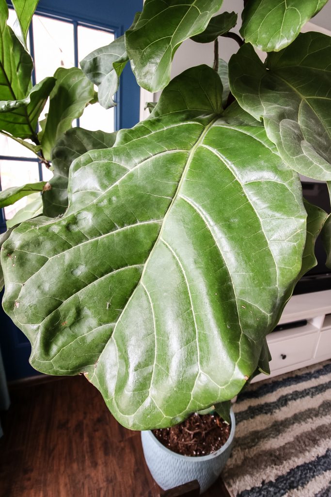 How to clean houseplant leaves