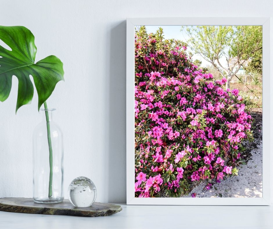 FREE Printable Spring Azalea Photography