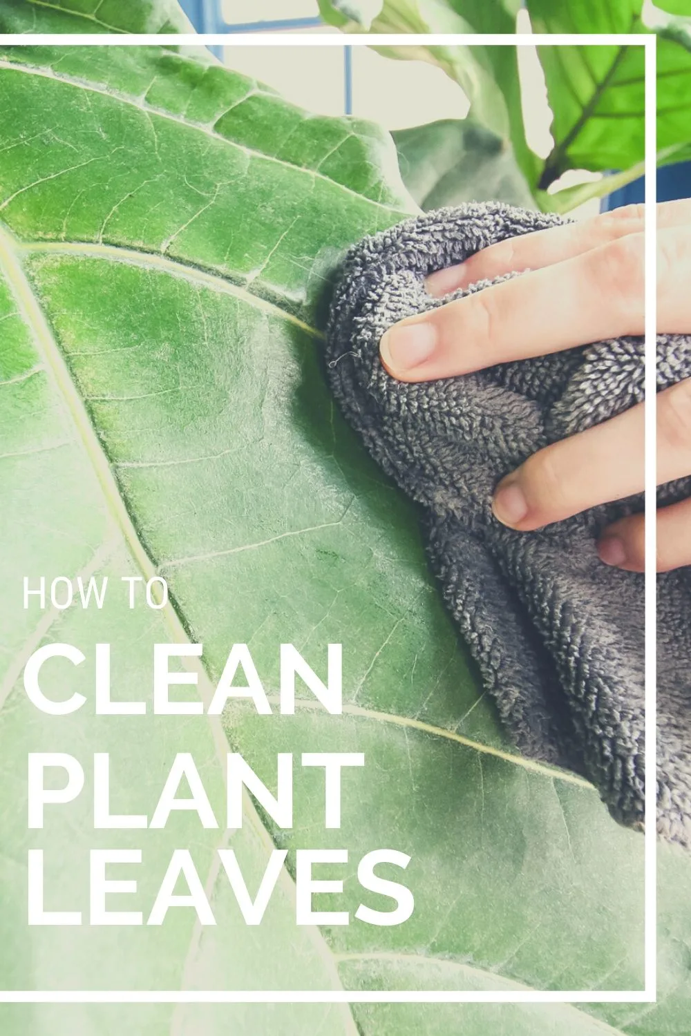 How to clean houseplant leaves