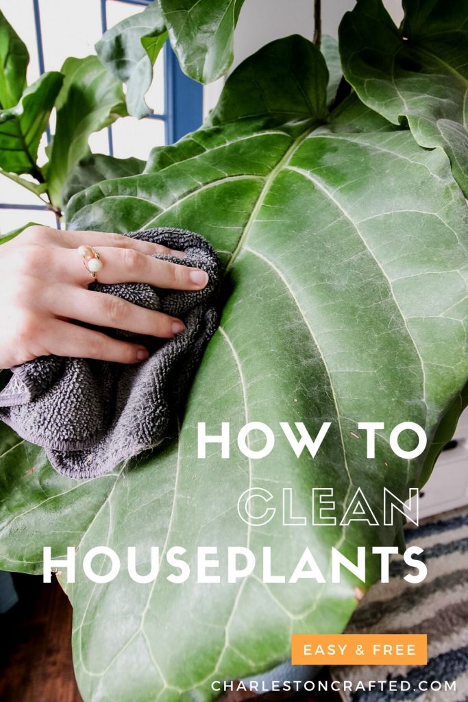 How to clean houseplant leaves