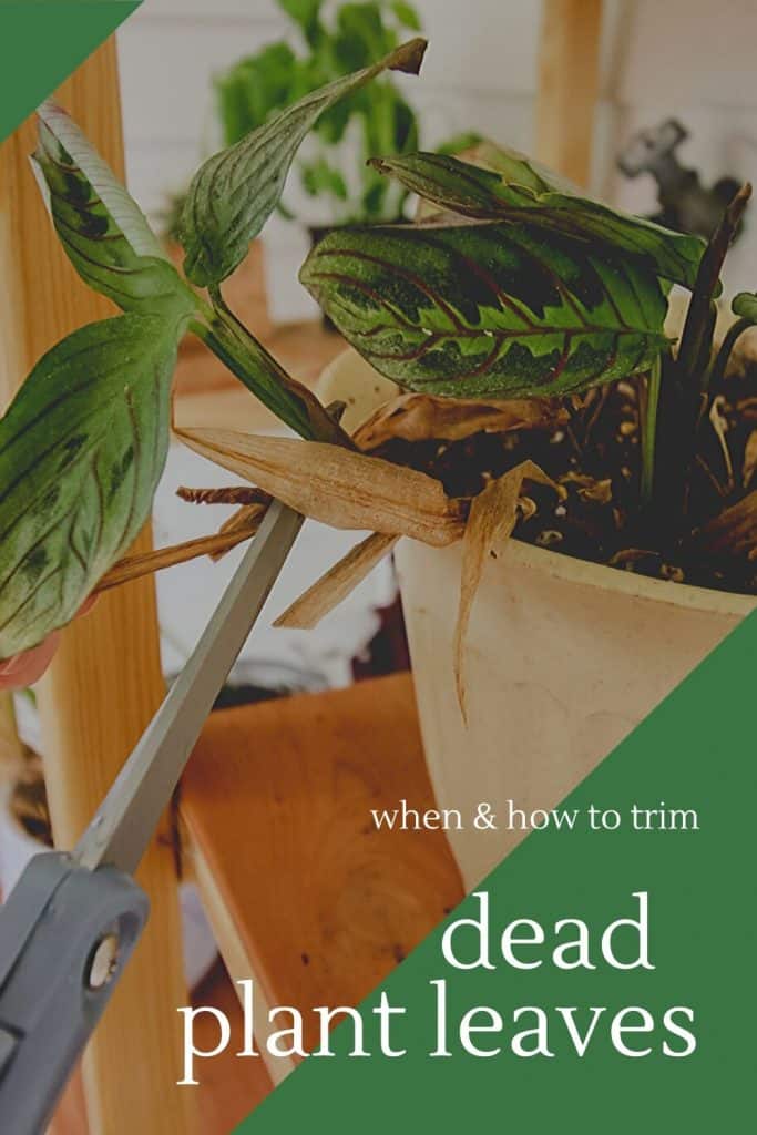 when and how to trim dead plant leaves