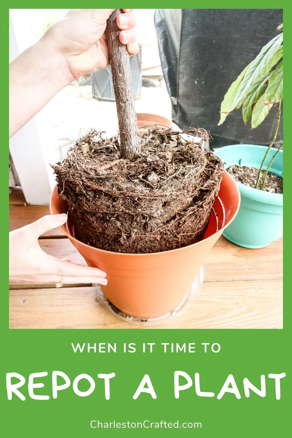 when is it time to repot a plant