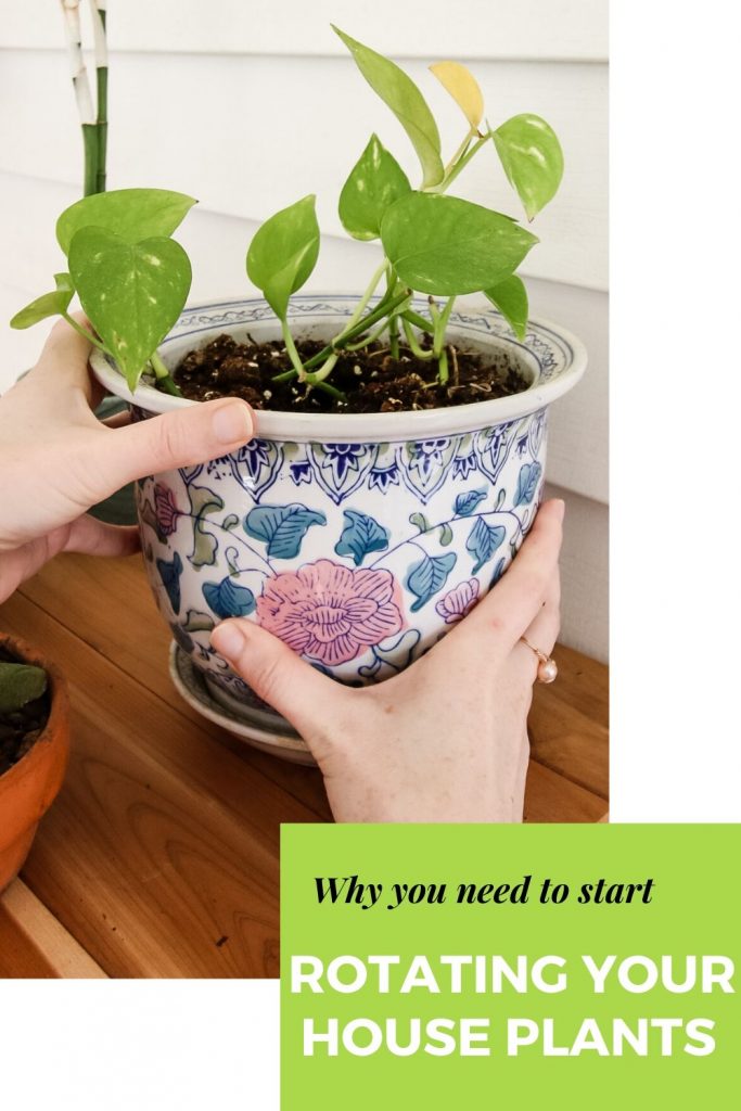 why you need to start rotating your houseplants