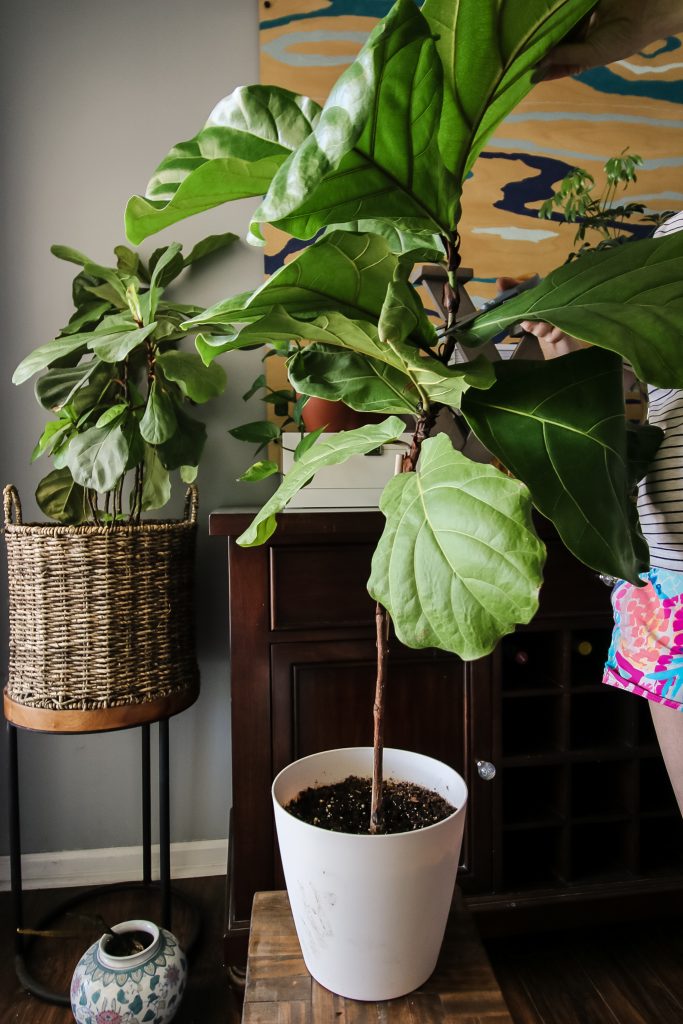 How to propagate a fiddle leaf fig from stem cuttings