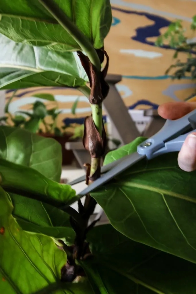 How to propagate a fiddle leaf fig from stem cuttings