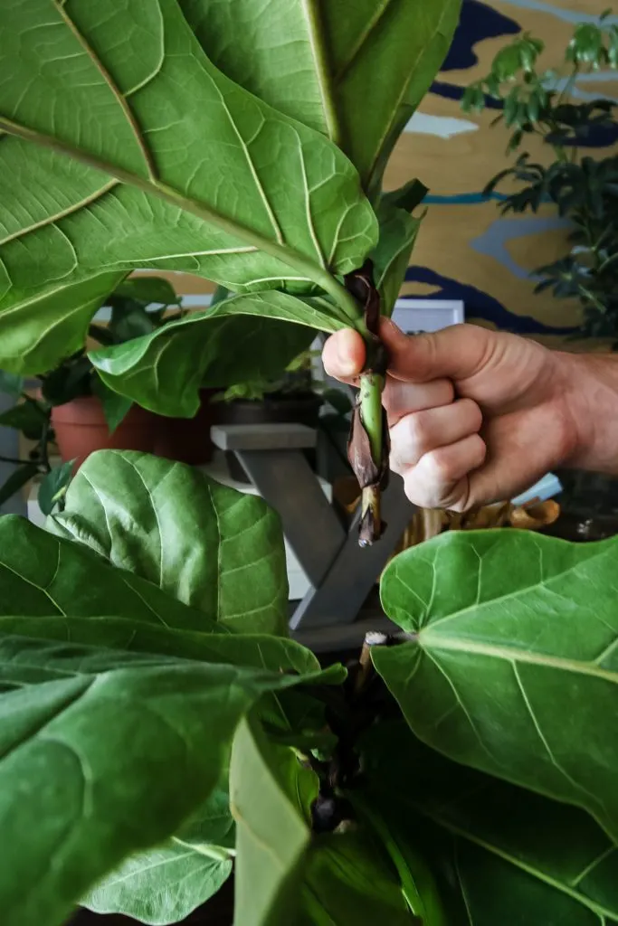 How to propagate a fiddle leaf fig from stem cuttings