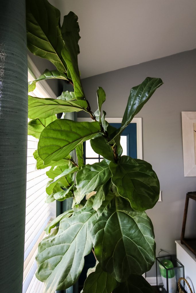 How to propagate a fiddle leaf fig from stem cuttings