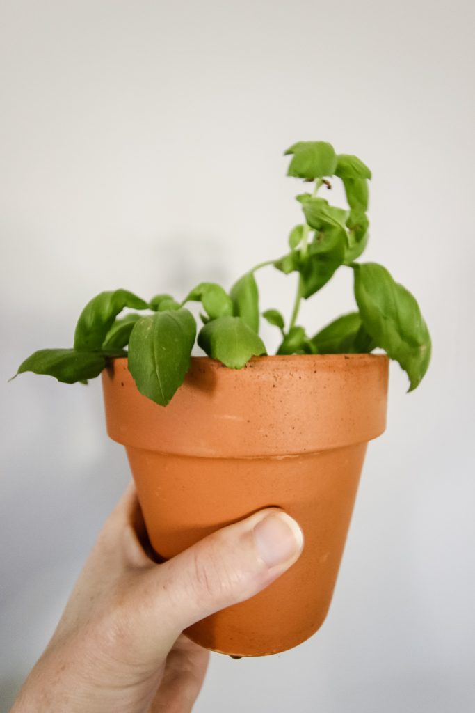how to propagate basil plants from cuttings