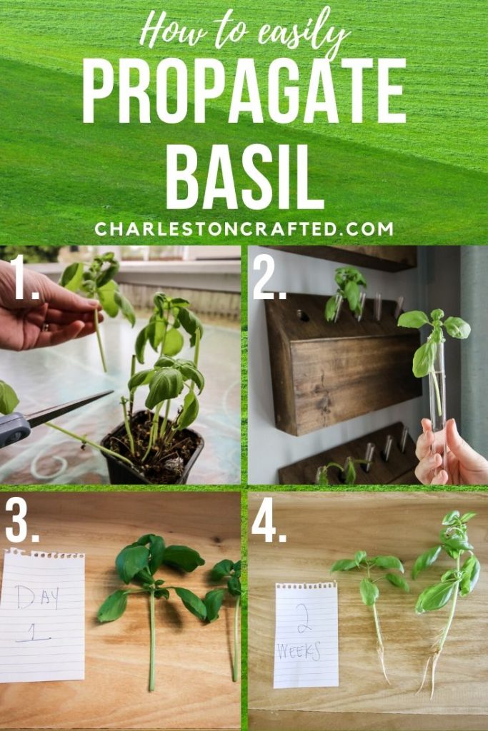 how to propagate basil plants from cuttings