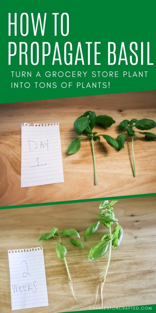 how to propagate basil plants from cuttings