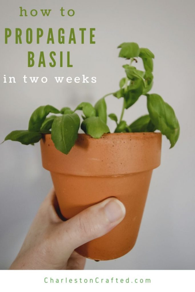 how to propagate basil plants from cuttings