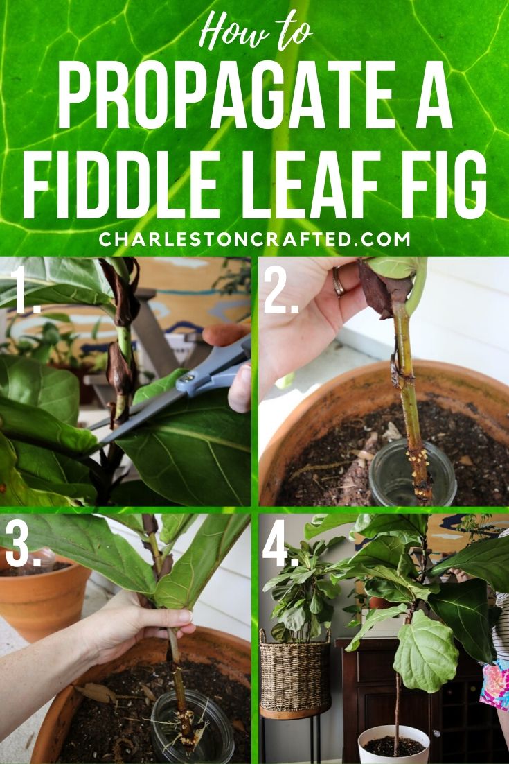 how to propagate a fiddle leaf fig plant from a cutting
