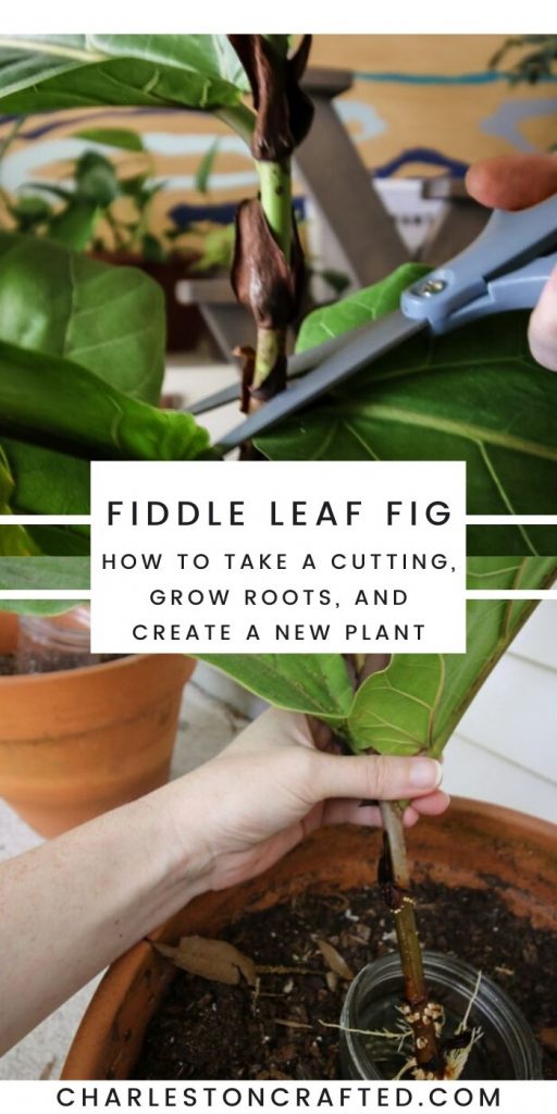 how to propagate a fiddle leaf fig plant from a cutting