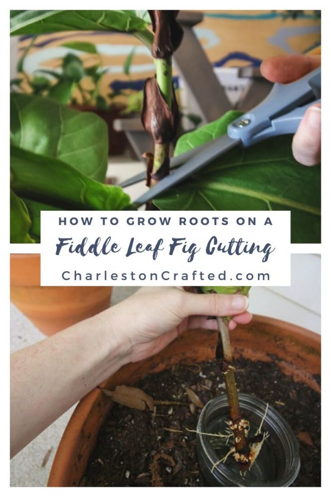 how to propagate a fiddle leaf fig plant from a cutting