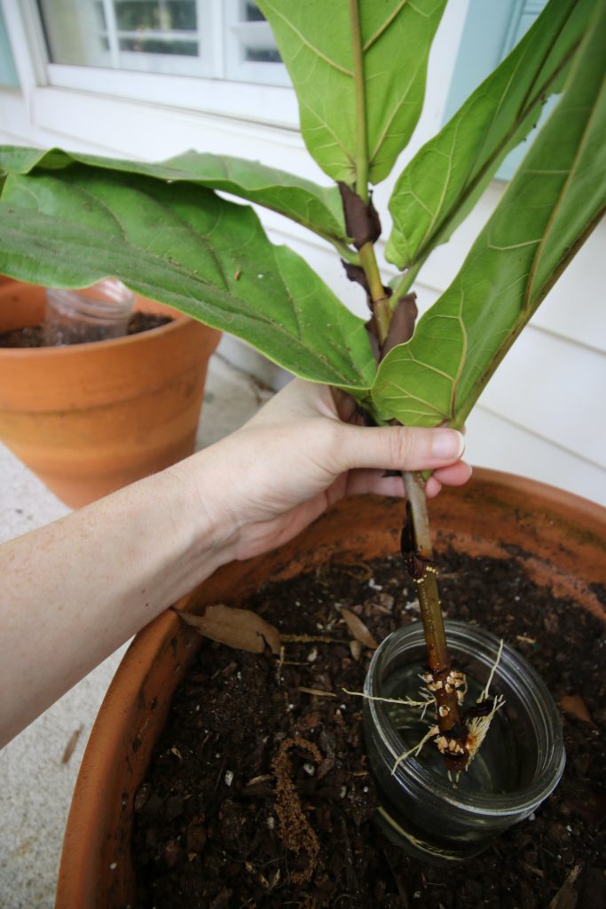 fiddle leaf fig cutting after 2 months