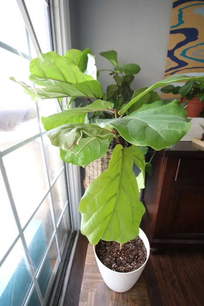 Fiddle leaf fig plant branching after taking cutting