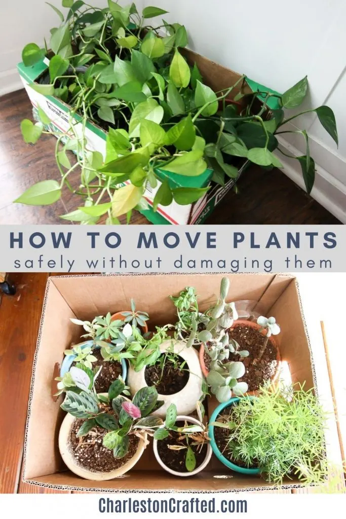 how to move plants safely without damaging them