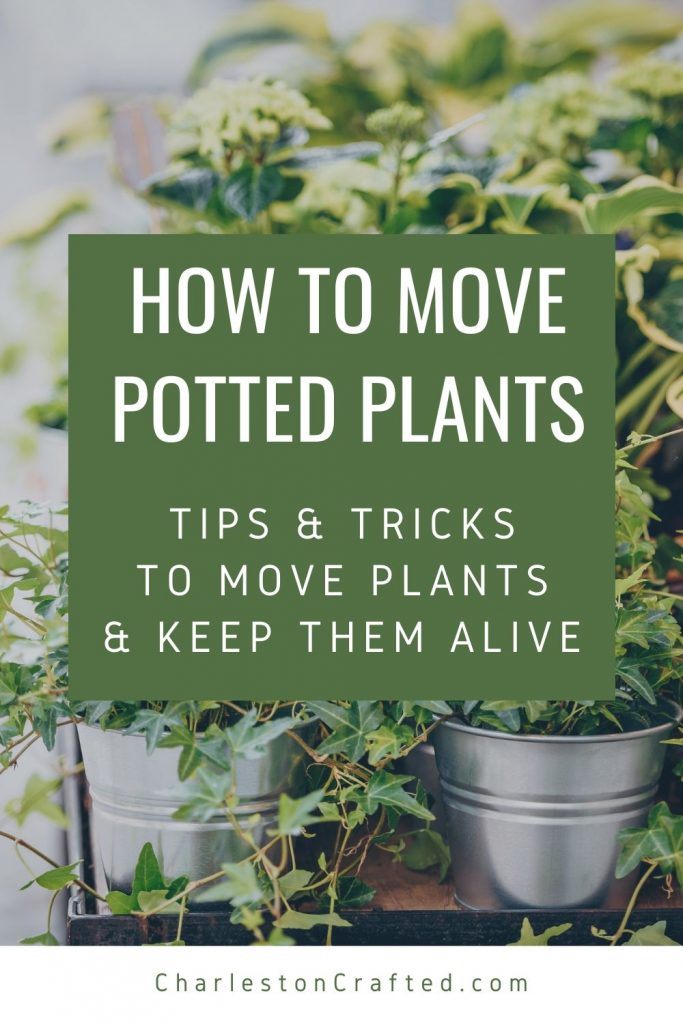 how to move potted plants