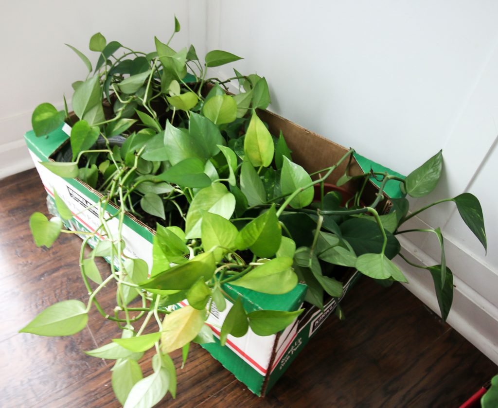 how to move houseplants