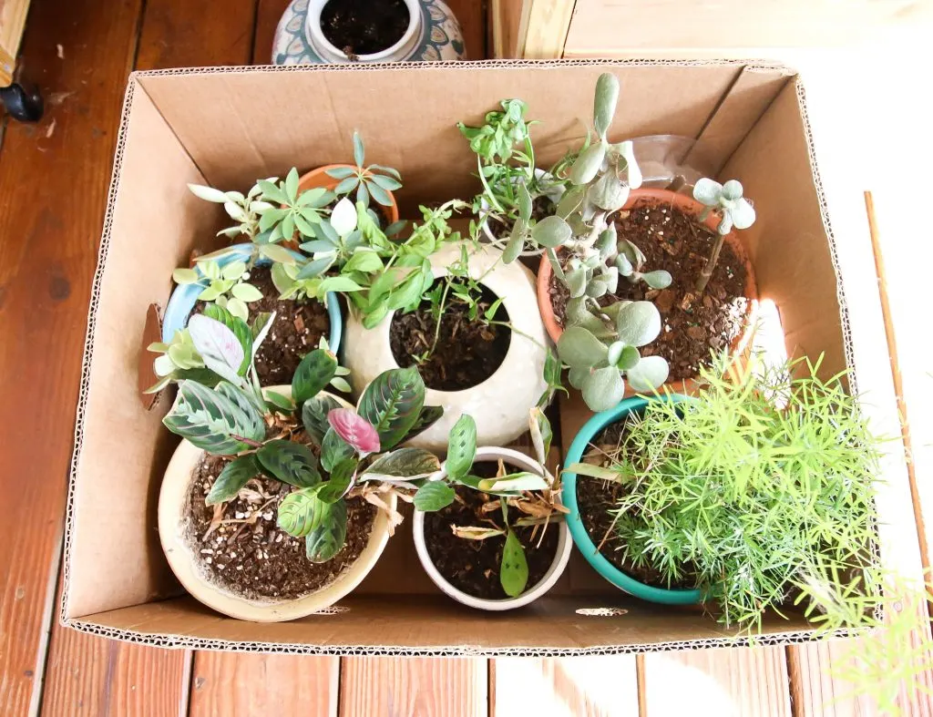 how to pack houseplants