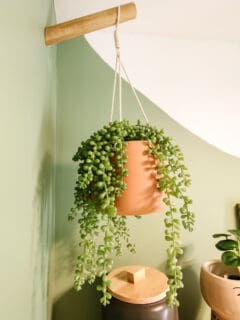 Plants hanging from plant hooks