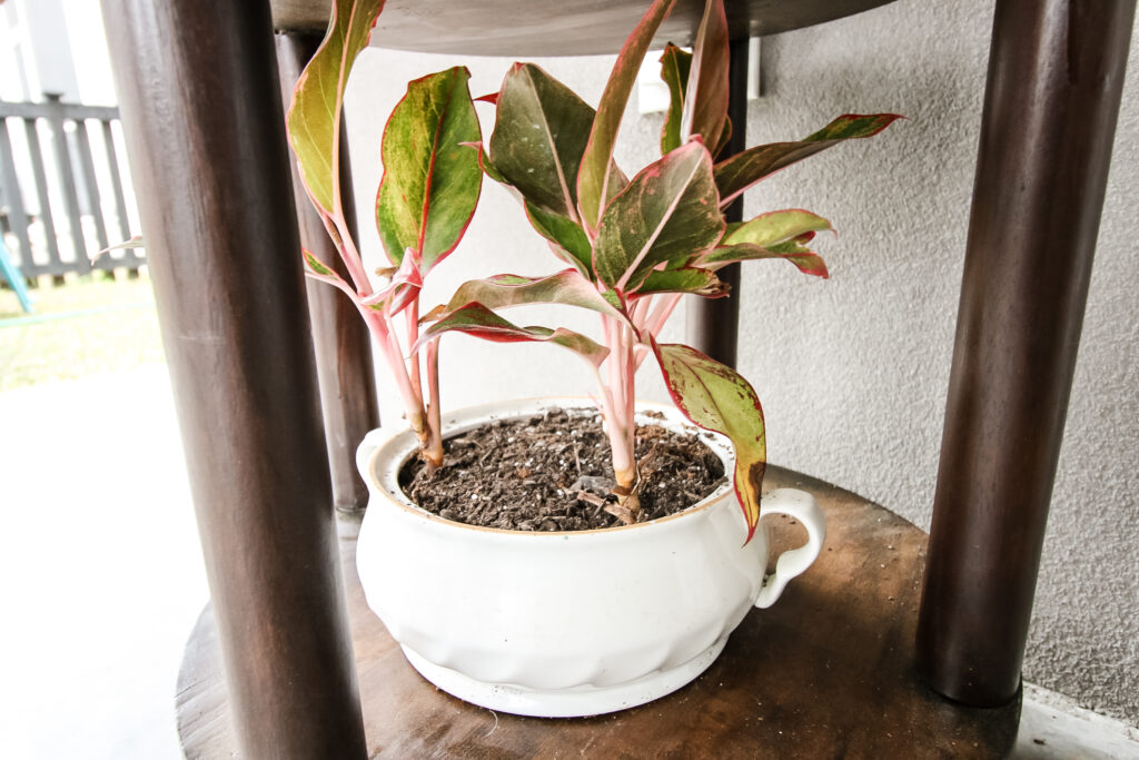 white serving dish upcycled to be a plant potter