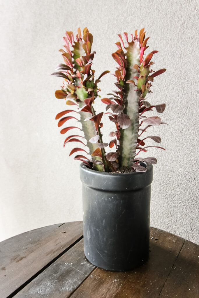 ceramic cannister upcycled to be a planter