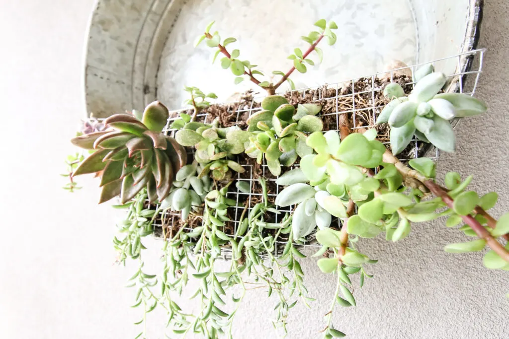 close up of succulent plants in a hanging wall planter