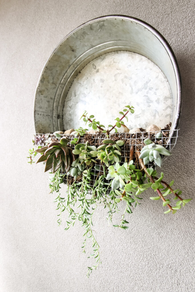 Galvanized metal bucket turned into a vertical succulent garden